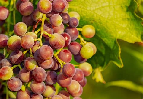 Grapes Grape Vine Red Grapes Winegrowing Fruit Immature Food