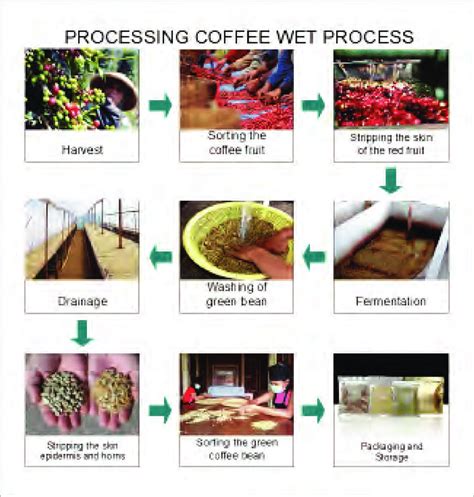 The Process Of Wet Coffee Processing Download Scientific Diagram
