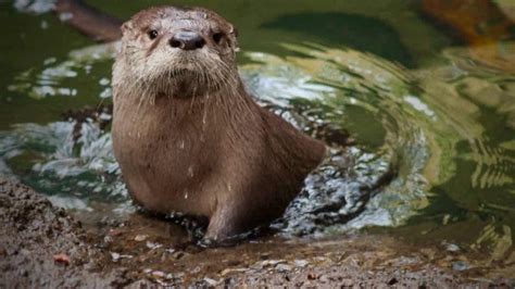 They are in trouble · 4. A baby otter gets a swimming lesson from its mother - The ...