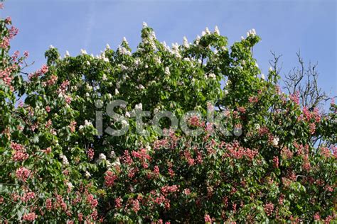 Red And White Flowering Aesculus Horse Chestnut Trees