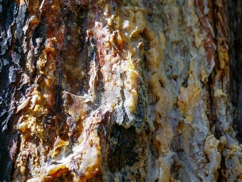 Pine Resin Close Up Shot On Wounded Pine Tree Stock Photo Image Of