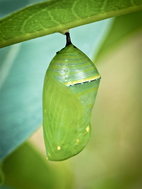 They are grouped together in the suborder rhopalocera. Monarch Chrysalis | New chrysalis, attached under a ...