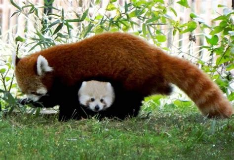 Red Panda Cub Hugs Redpandas