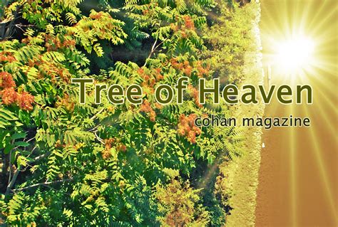 Tree of Heaven-- Thoughts and a Story