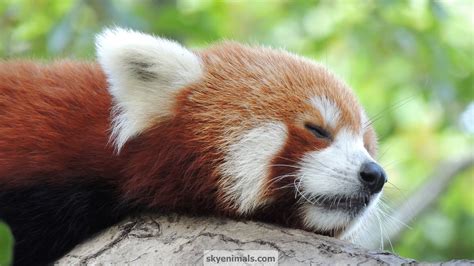 Cute Red Panda Hd Desktop Wallpaper Widescreen High Definition Милые