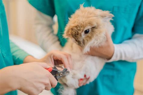 Best Vet Rabbit Veterinary Medicine Animal Hospital Stock Photos