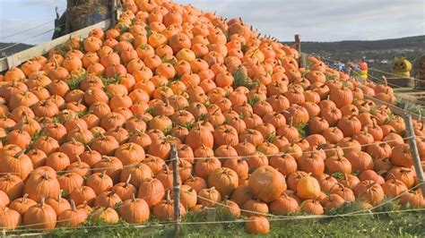 Its Pumpkins Aplenty At Patches Across Newfoundland Cbc News