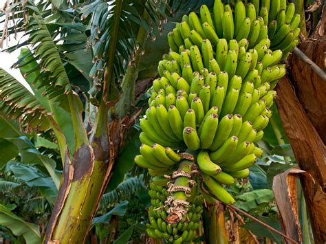 3000 Year Old Teeth Indicate Prehistoric Humans Brought Banana Plants