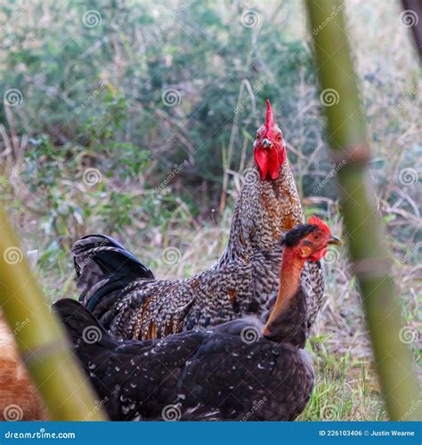 Rooster With His Naked Neck Chicken Friend Stock Photo Image Of Comb