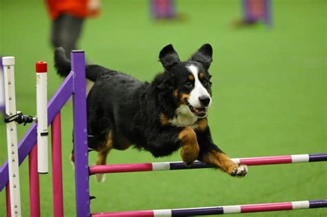 Agility Competition