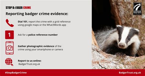 What Counts As Badger Crime How To Stay Within The Law And Best