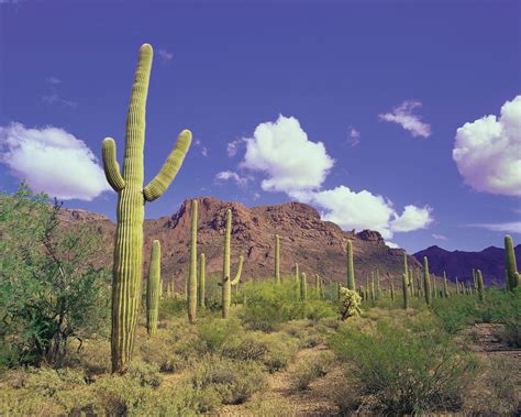 Organ Pipe Cactus National Monument Park Wildlife Sonoran Desert