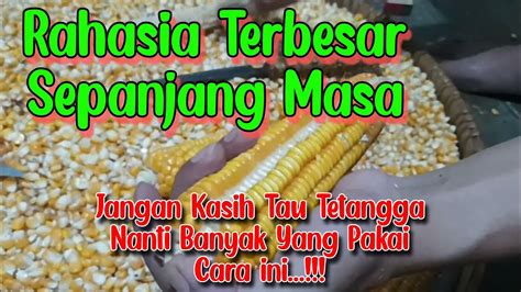 Cara Mengupas Atau Merontokkan Jagung Dengan Mudah Youtube