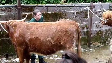 Highland Cow Wash And Blowdry Youtube