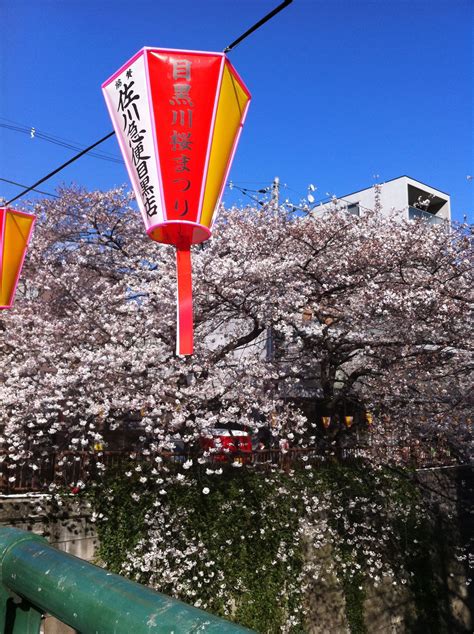 Cherry Blossoms In Nakameguro Cherry Blossoms Umbrella Japan Cherry