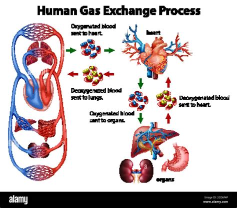 Human Gas Exchange Process Diagram Cut Out Stock Images And Pictures Alamy