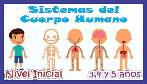 Sistemas Del Cuerpo Humano Para Niños De 34 Y 5 Años De Nivel Inicial