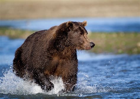 8 Amazing Facts About Grizzly Bears Grizzly Bear Bear Brown Bear