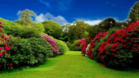 1080p Garden Background Hd Images For Photoshop 1920x1080 39 Volny