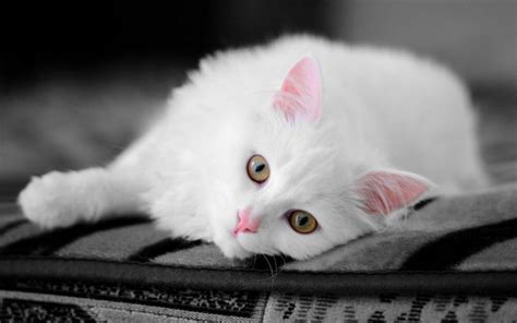 Beautiful Cat Cats Wallpaper 16124046 Fanpop