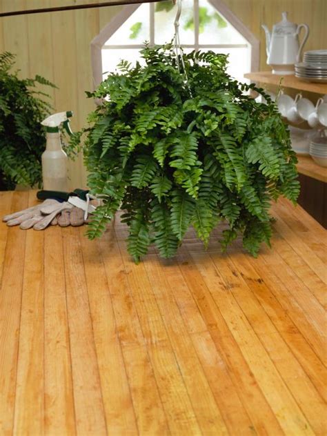 How To Take Care Of A Fern Indoors Indoor Ferns Ferns Indoors Plants