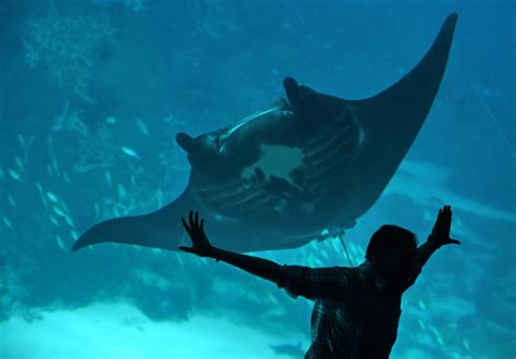 Manta Ray Filmed Seeking Help From Divers In Remarkable