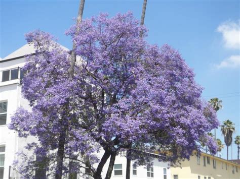 Photos Of Trees With Purple Flowers
