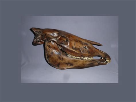 Western Horse Skull Fossil Skeletons And Skulls Superstore