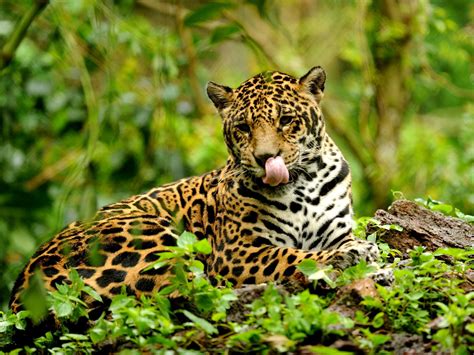 Everything is different except the building. Brazil will let hunters shoot endangered jaguars, parrots ...