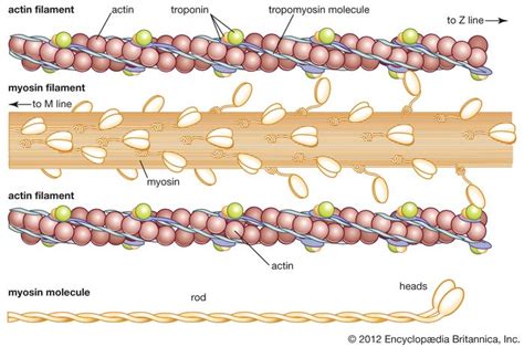 Muskel Actin Myosin Interaktion Och Dess Reglering