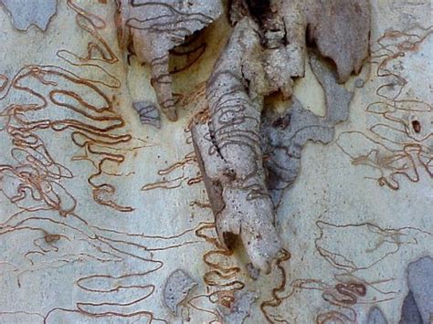 Image Gallery What Is A Scribbly Gum Scribbly Gum Abc Science Online