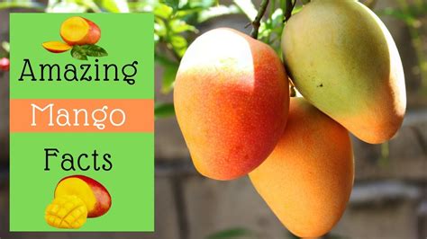 Top 40 Amazing Mango Facts Interesting Mango Facts Youtube