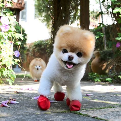 The 1709 Blog The Worlds Cutest Dog Too Commonly Shaped To Be