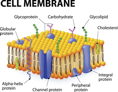 Schematic Diagram Of A Cell Membrane Membran Sel Sel Hewan Sel Tumbuhan