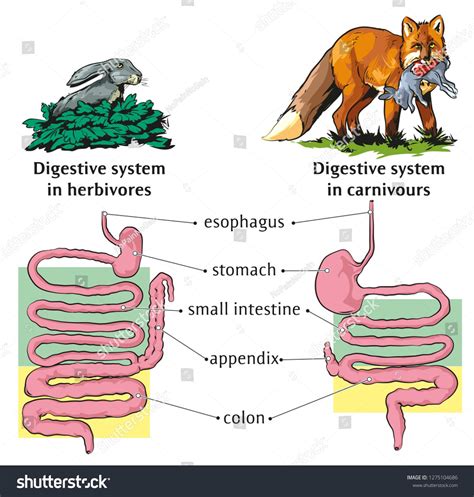 Differences Of Digestive System Between Carnivores And Herbivores
