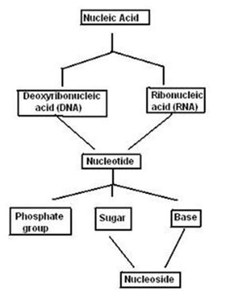 Nucleic acids include ribonucleic acid, or rna, and deoxyribonucleic acid, or dna. This is an example of nucleic acid in daily life ...