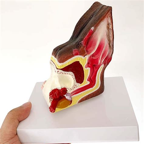 Buy Educational Model Canine Dog Ear Anatomical Model Animal Organ