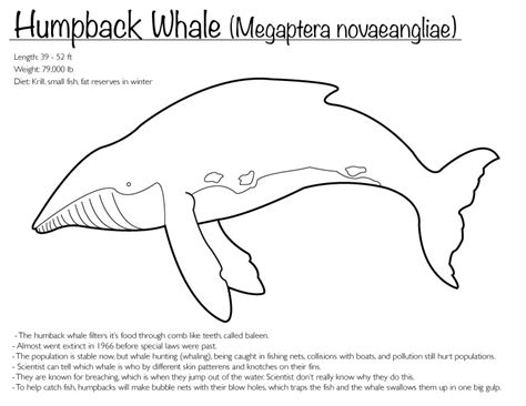 Thousands pictures for downloading and printing! Humpback Whale (Coloring page) by Finwitch on DeviantArt