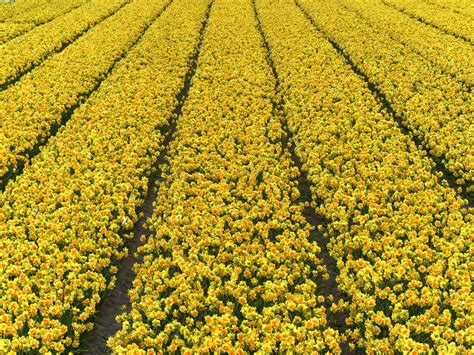 Free Images Field Flower Tulip Produce Crop Yellow Agriculture