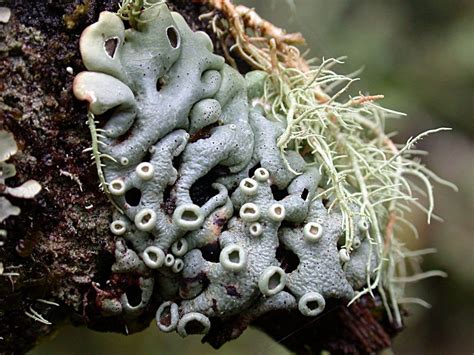 Lichens And Liverworts Plant Fungus Lichen Fungi
