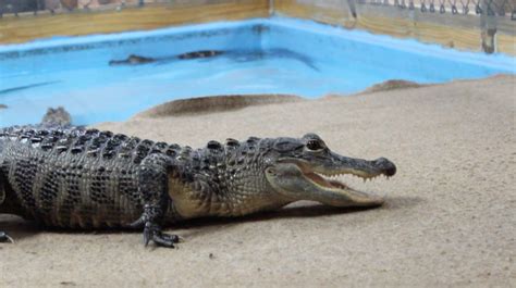 Benefits Of Alligators To The Florida Ecosystem