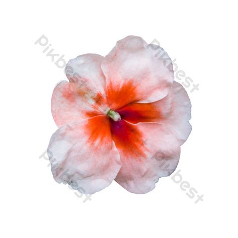 Pink White Gradient Flowers Png Images Raw Free Download Pikbest