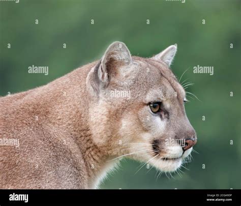 Cougar Head And Shoulders Portrait Stock Photo Alamy