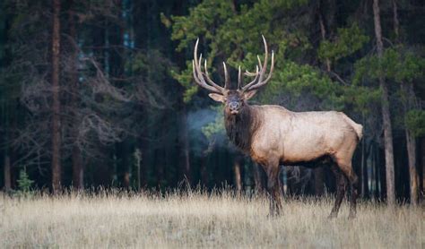 Which Mammals Live In Michigan North American Nature