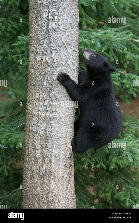 Black Bear Ursus Americanus Cub Climbing Tree For Safety Orr