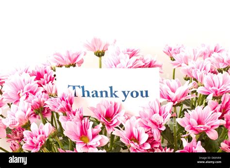 Say Thank You On A Background Of Beautiful Flowers Stock Photo Alamy