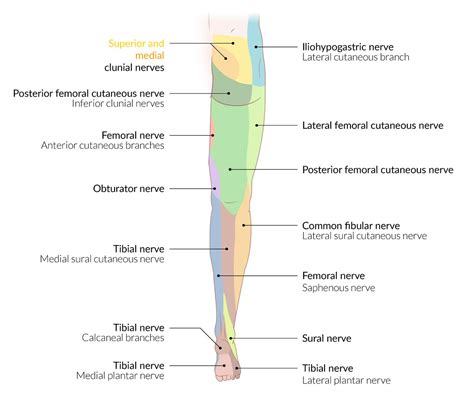 Lateral Femoral Cutaneous Nerve Dermatome Bar Charts Quickstudy
