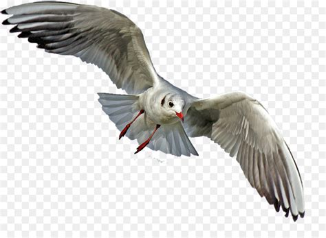 Semoga semua postingan yang kita berikan bermanfaat untuk kalian semua. Camar, Burung, Elang Botak gambar png