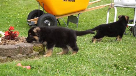 These pups come from a long line of world champions from germany. AKC Registered German Shepherd Puppies For Sale - YouTube