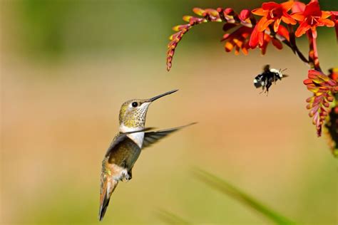 What Is The Birds And The Bees Live Science